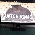 Guaton ignacio