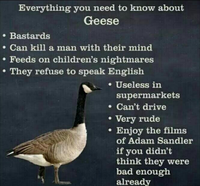 Duck DUCK Duck Goose - meme