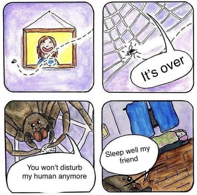 Spiders look out for you - meme