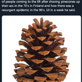 dongs in a pinecone