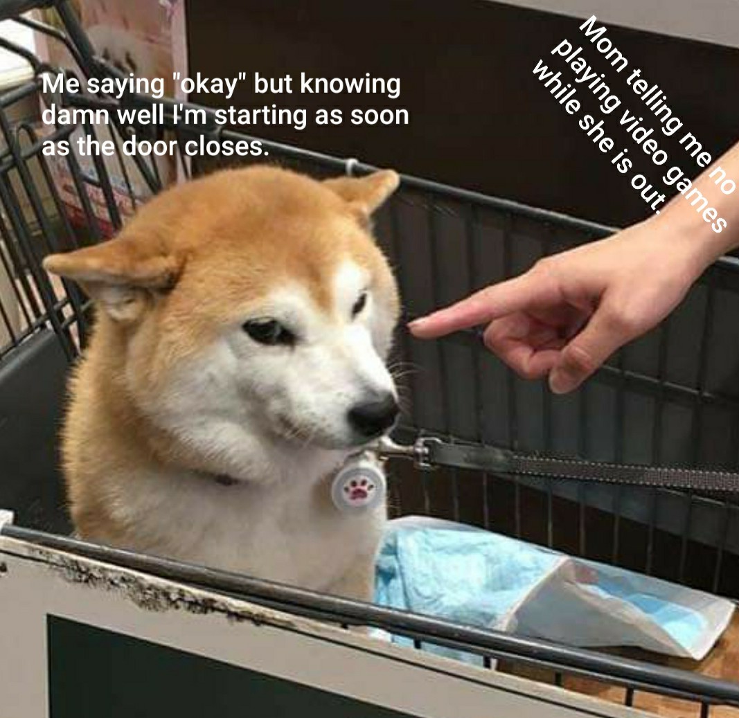 doggo,doge meme,ocmeme,kittykattkatito,meme,memes,gifs,funny,pictures,pics,...