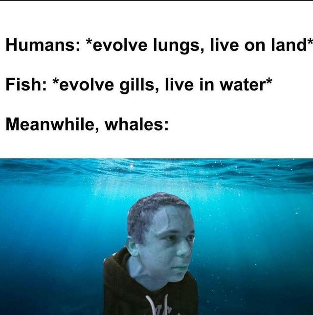 Whale Evolution - meme