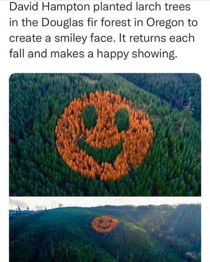 smiley forest meme
