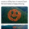 Smiley forest