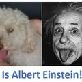 Is Albert Einstein