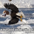what do you get when you mix an eagle and a beagle?
