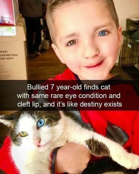 Bullied kid finds cat with same rare condition. Instant soulmates - meme