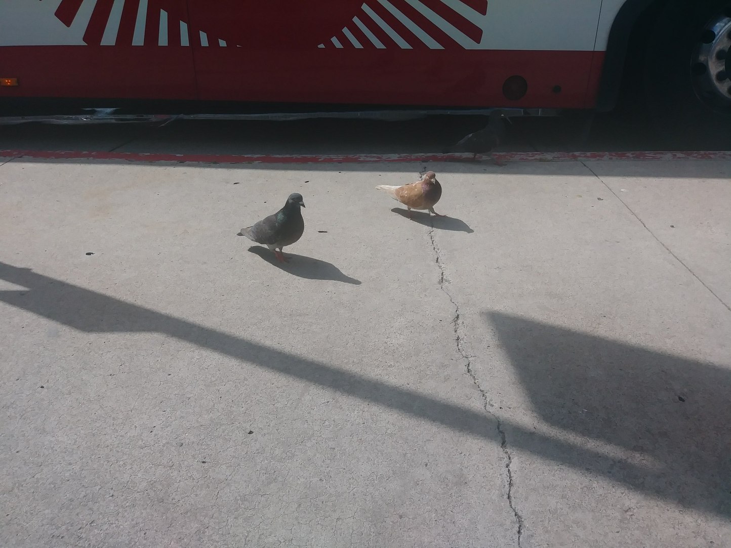 Saw a shiny pigeon while at the bus stop today. - meme