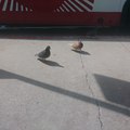 Saw a shiny pigeon while at the bus stop today.
