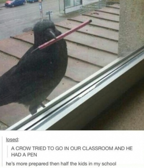 crow smart bigbrain - meme