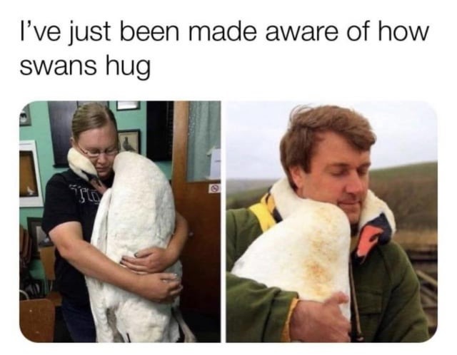 Wholesome swans - meme