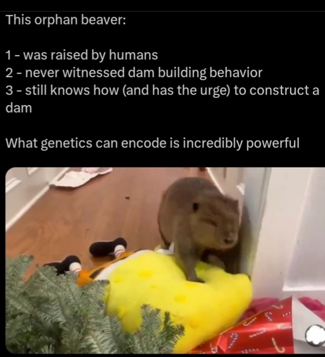 funny beaver genetics meme