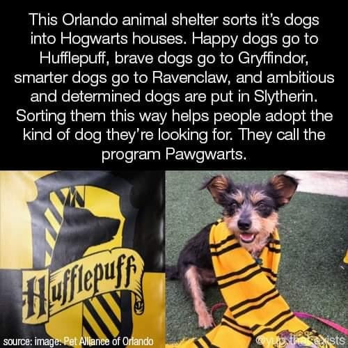 Animal shelter sorting dogs into Hogwarts houses - meme