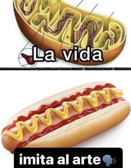 Células eucariotas - meme