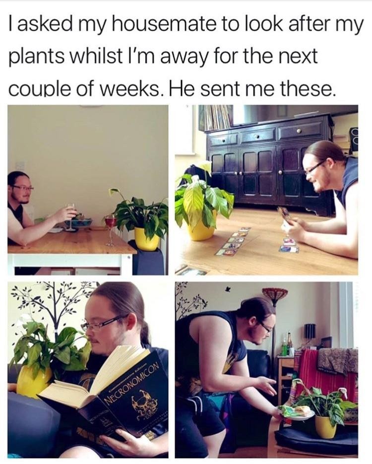 Give me the plant. - meme