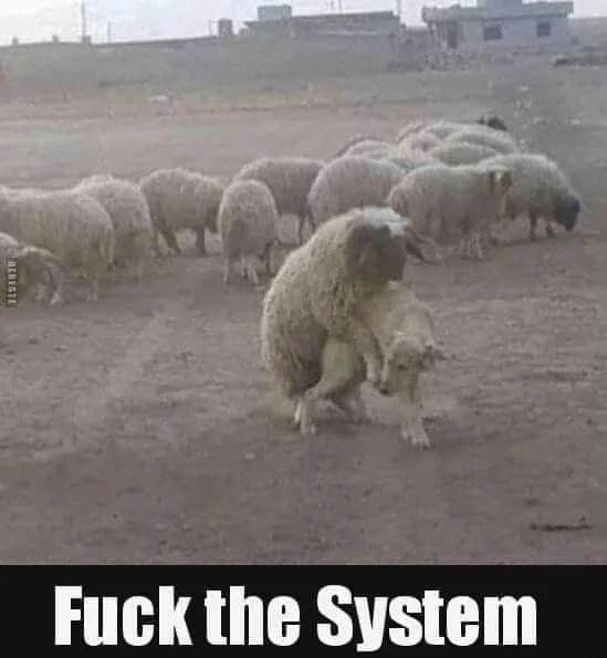 Sheep - meme