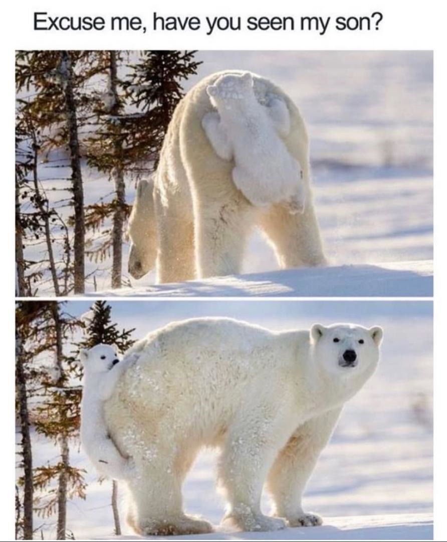 Excuse me, have you seen my child? - meme