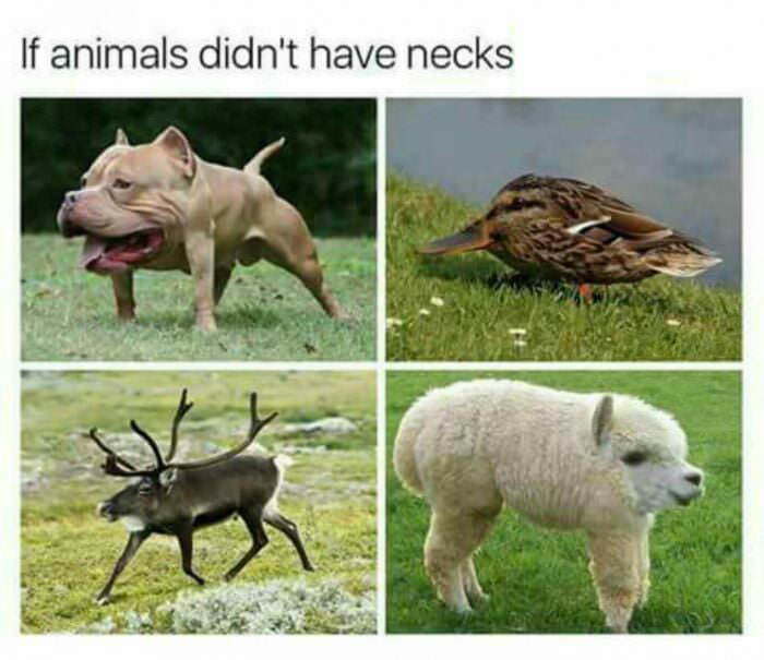 If animals didn't have necks - meme