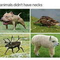 If animals didn't have necks