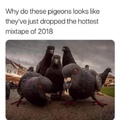 PWA = Pigeons With Attitude