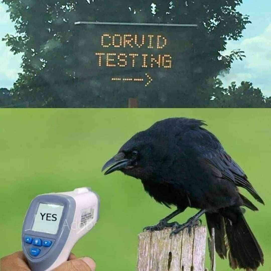 Yes - meme