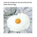 Egg cat (Egg cat)