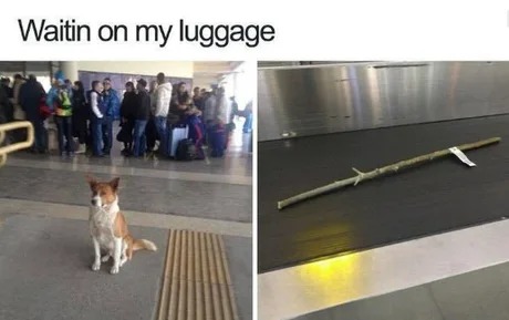 Dog waiting on luggage - meme