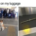 Dog waiting on luggage