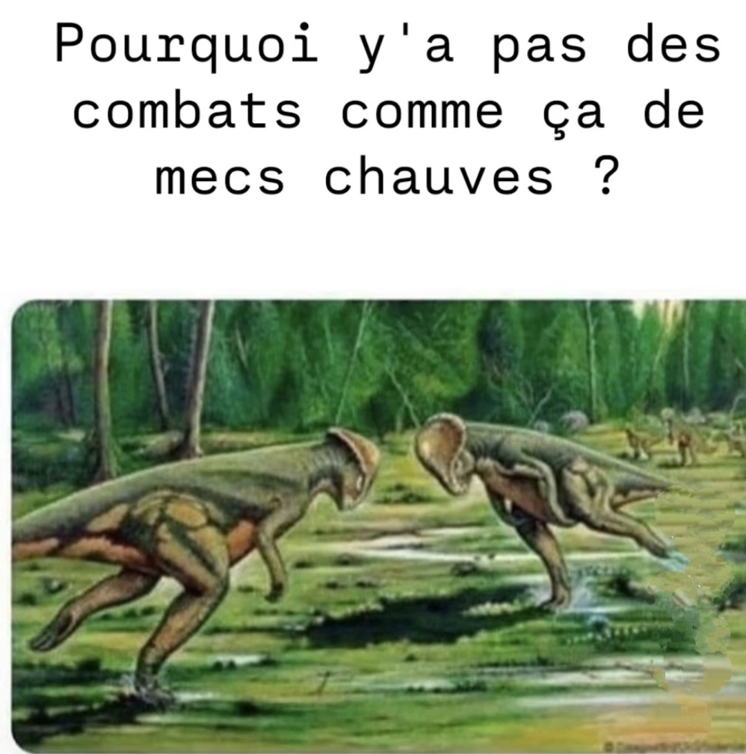 Combat de chauves quand ? - meme