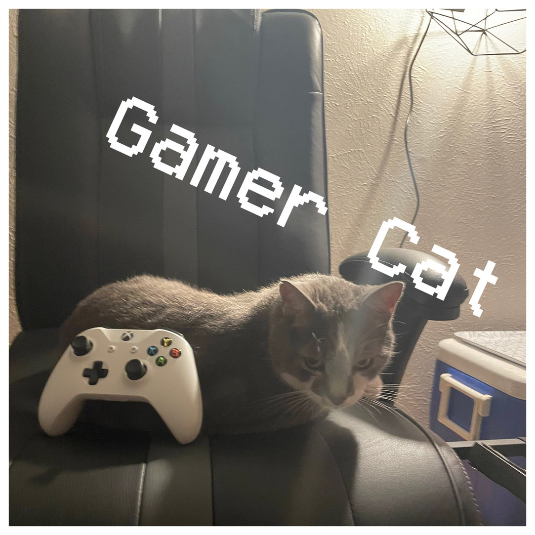 That’s my cat, jojo - meme