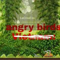Angry birds país asiático pd: fuaaaa dos momos angry birds