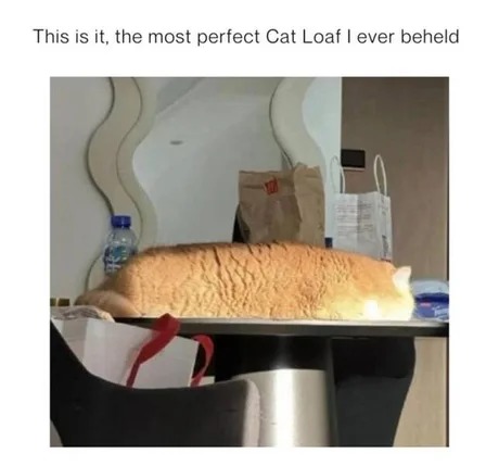 Cat bread - meme