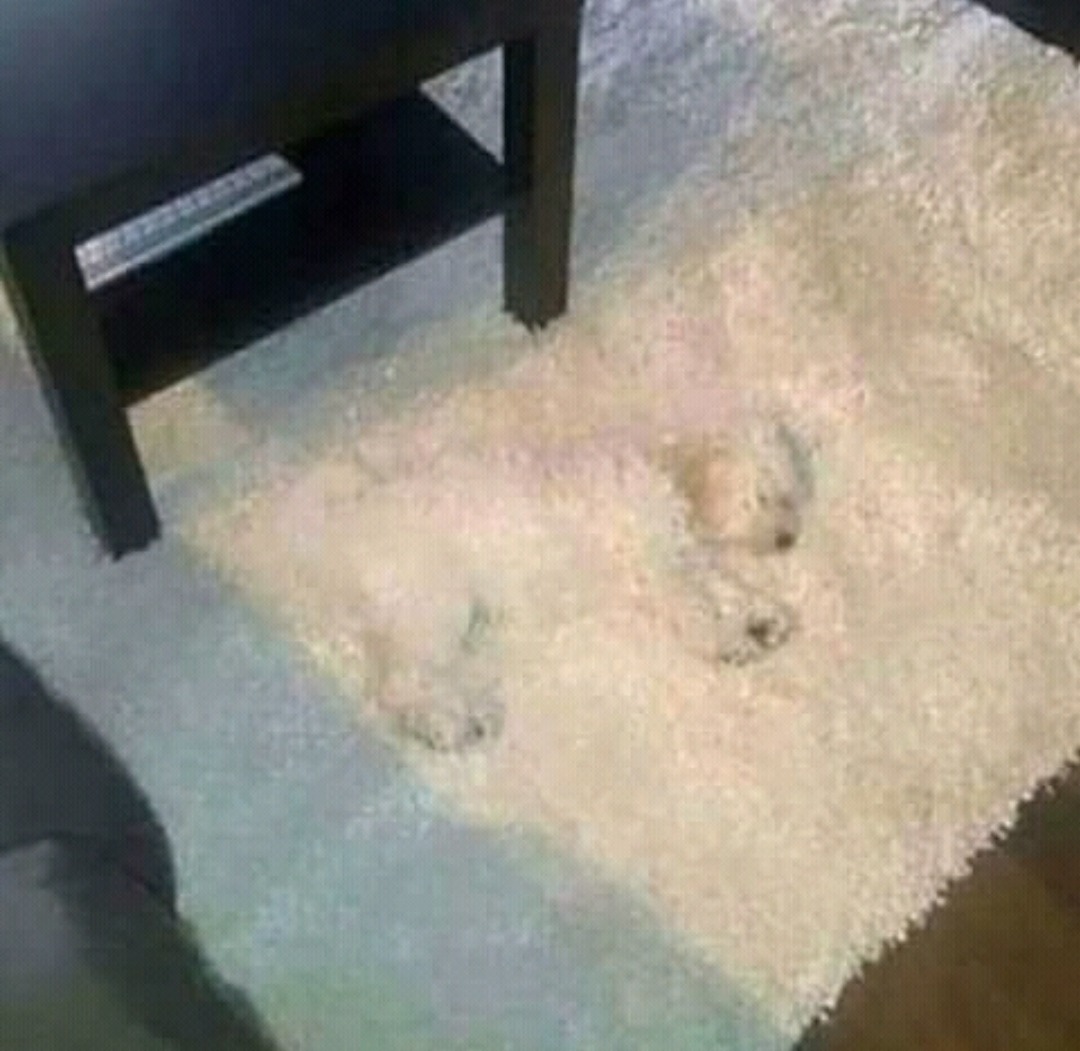 camuflaje nivel canino - meme