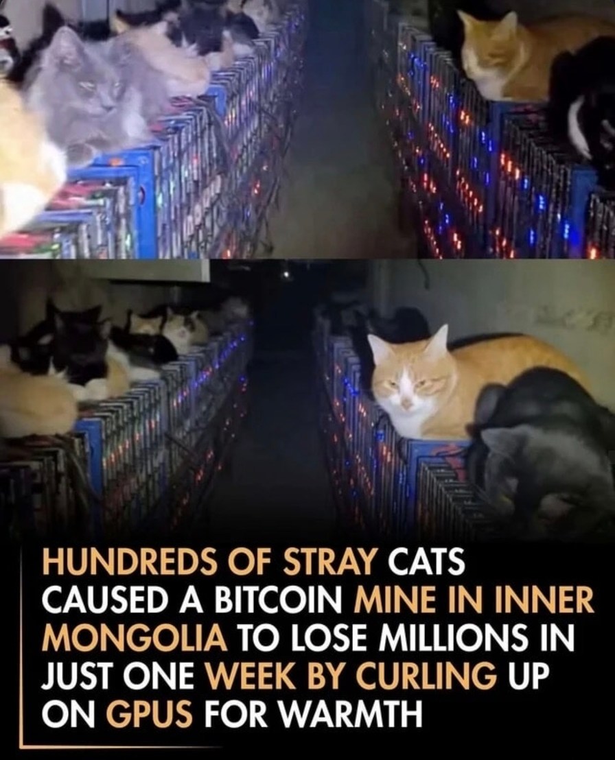 Stray cats took down a crypto mine - Meme by blackbirdjay :) Memedroid