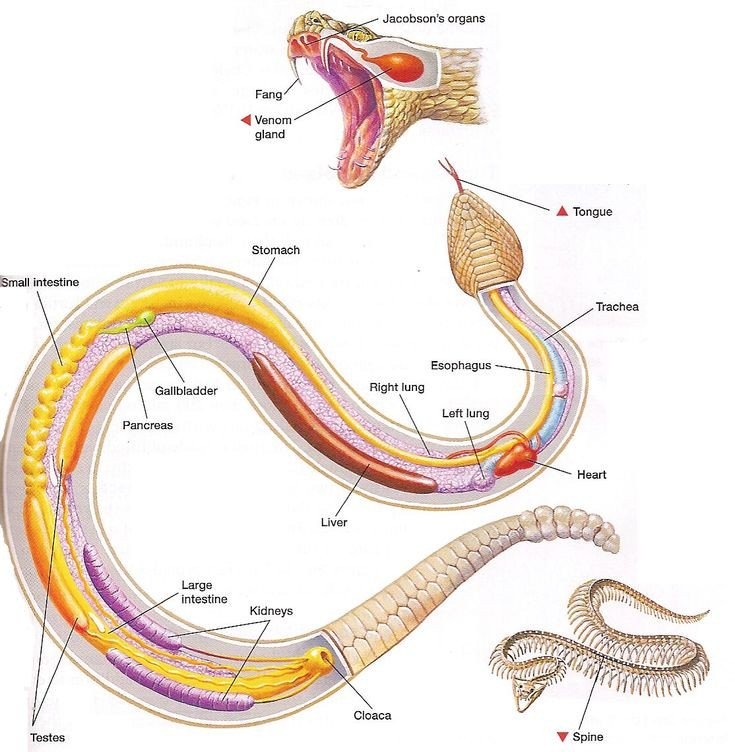Anatomía de las serpientes - meme