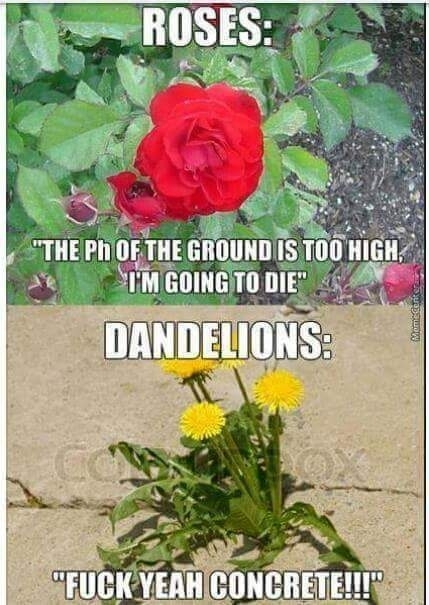 Damn weeds - meme