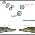 Alligatormisscroc