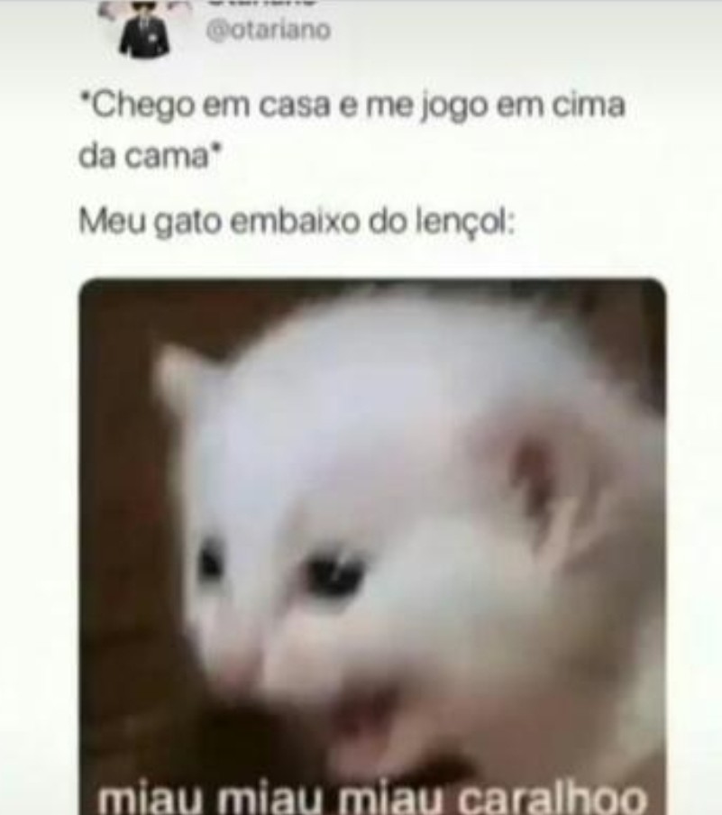 Maiu miau nigga - meme