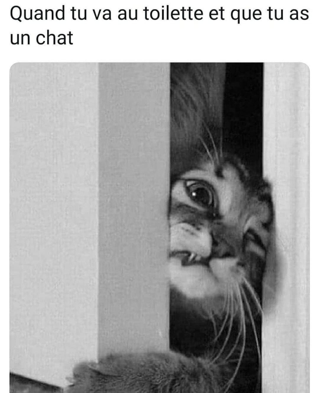Quand t’essaies de chiller aux toilettes mais t’as un chat - meme