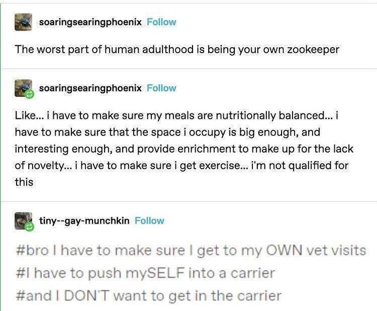Adulthood is just zookeeping yourself with zero training - meme
