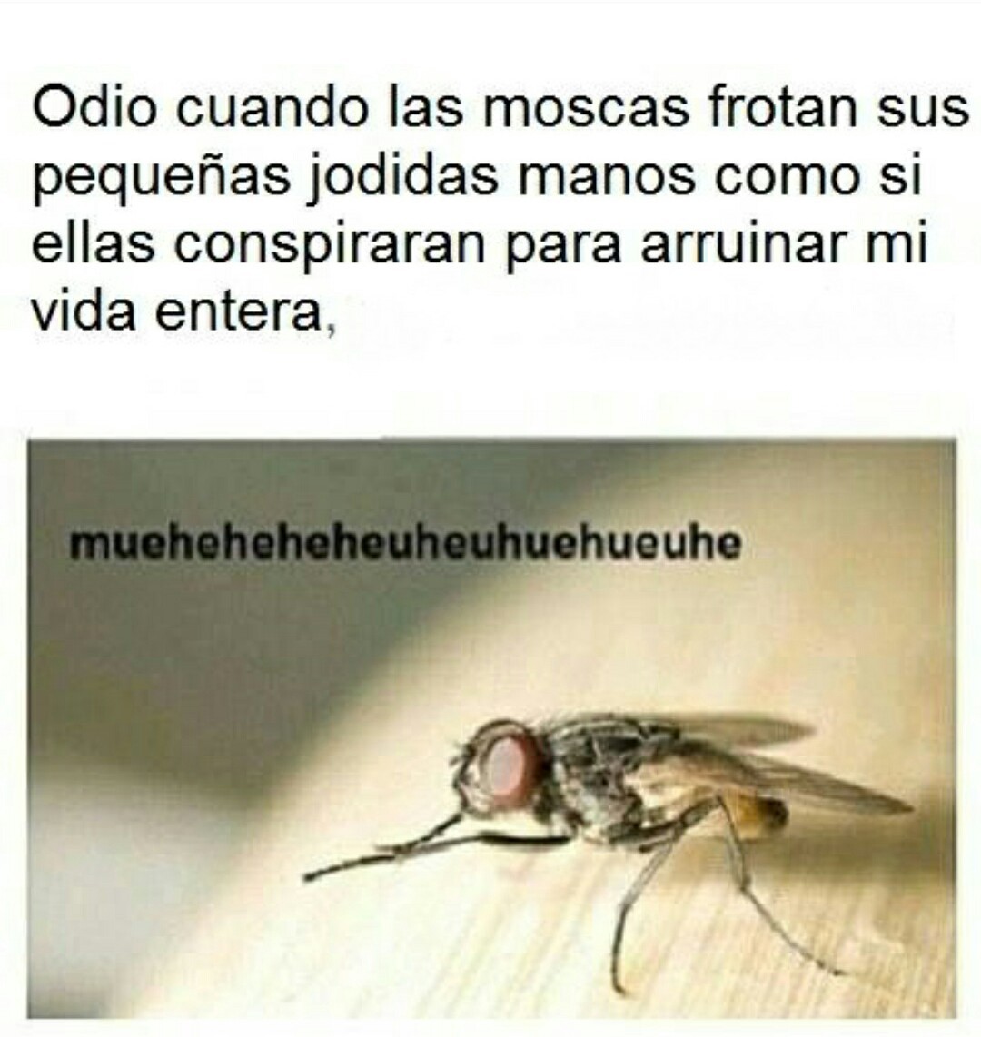 Malditas moscas - meme