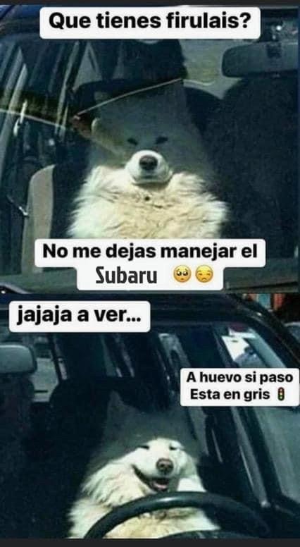 Firulais Meme Subido Por Gunba Memedroid 1623