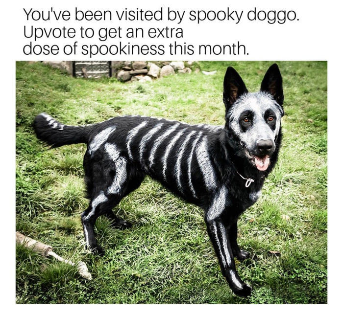 Spooky Doggo! - meme