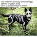 Spooky Doggo!