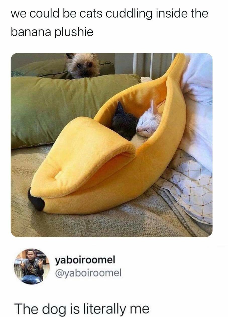 Banana cat.... - meme