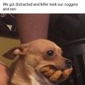 hungry dog