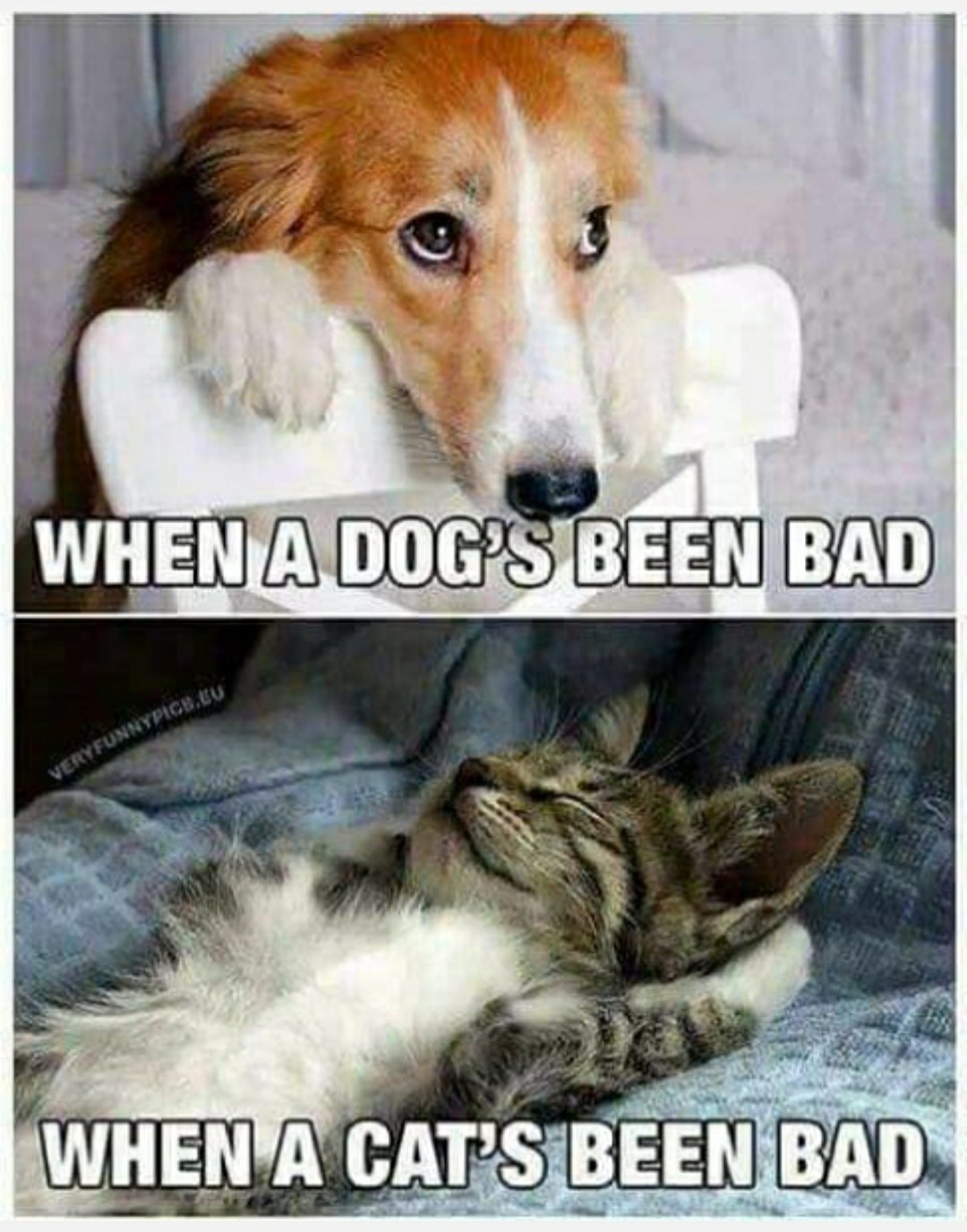 Dog and cat - meme