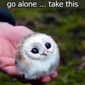 It is dangerous to go alone, take this!