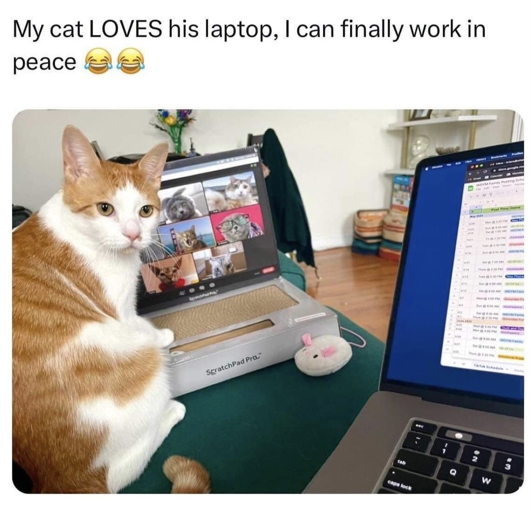 My cat got his own laptop and now he won't stop coding in silence - meme