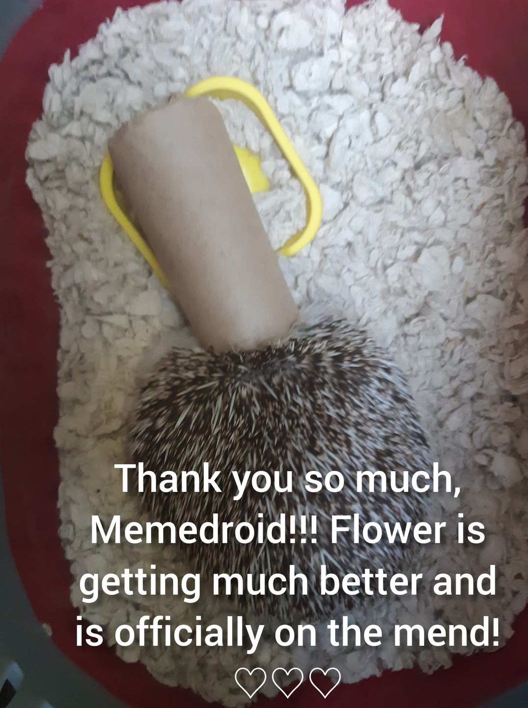 Flower is getting so much better! Her appointment went well and she has been bravely taking her medication! - meme